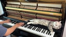 Ce chat semble aimer la reprise en piano de la chanson NUMB de Linkin'Park