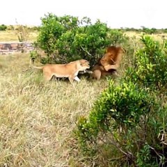 2 Lions Fighting It Out To Decide Who Is The King? | Oneindia Malayalam