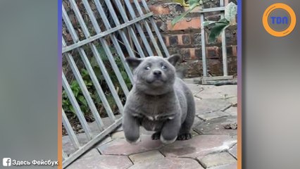 Chat ou chien ? Une nouvelle photo perturbe les internautes