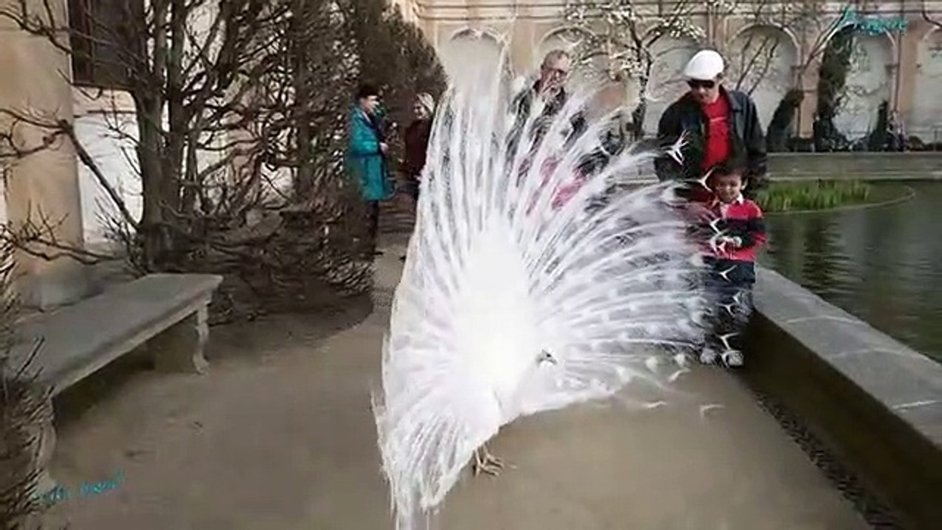 ⁣Красавец белый павлин