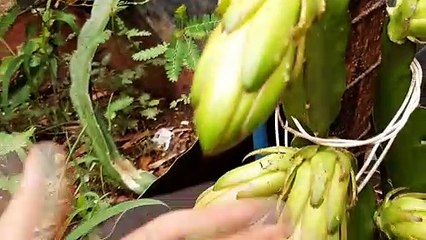 Com esse adubo suas pitaya vao bombar de frutos
