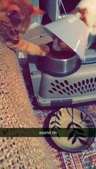 Kitty Lends a Helping Paw