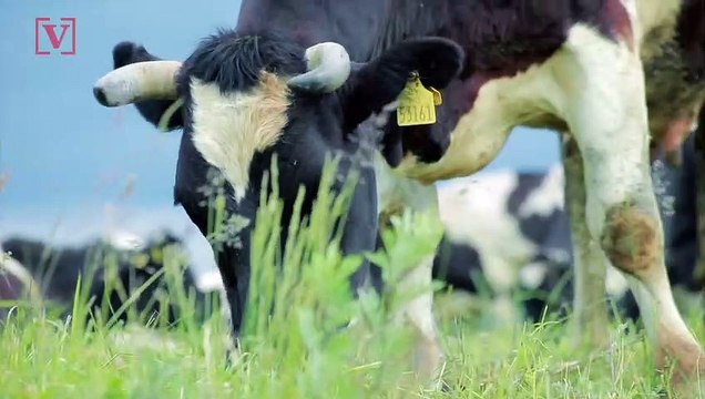 Could This 3D Printed Steak Be the Future of Meat?