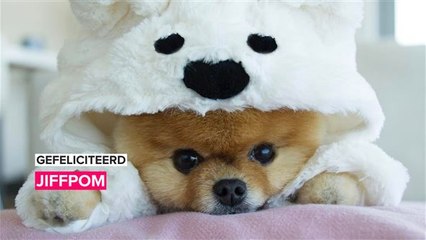 Deze populaire pup is 10 jaar!