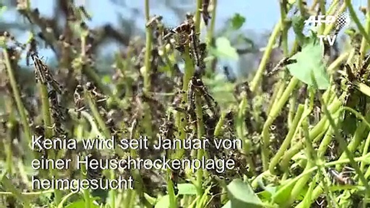 Kenia kämpft gegen Heuschreckenplage