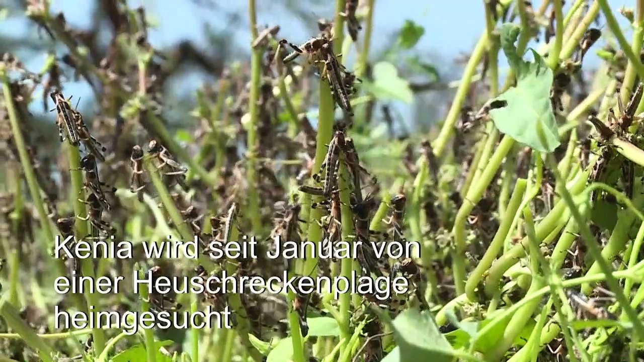 Kenia kämpft gegen Heuschreckenplage