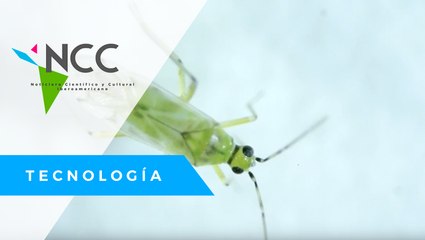 Control biológico: una alternativa para el combatir las plagas de manera natural