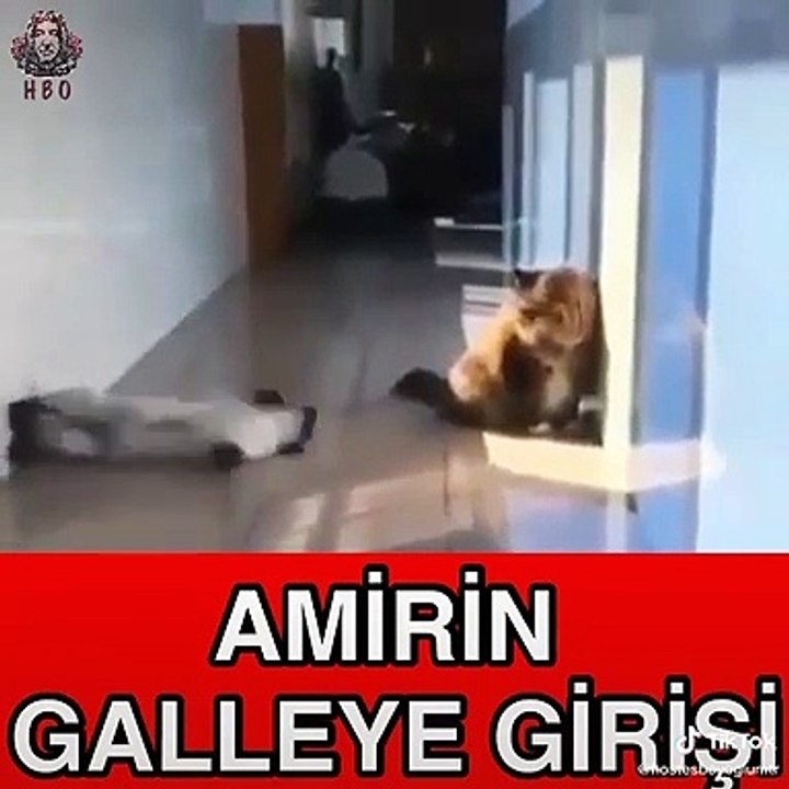 Bruce geri döndü