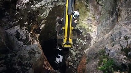 Syrie: les Casques blancs au secours d'une vache tombée dans un puits