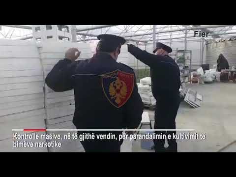 Aksion masiv kundër hashashit, arrestohen dy persona të shpallur në kërkim.