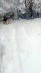 Dog Slips and Falls While Running Too Fast