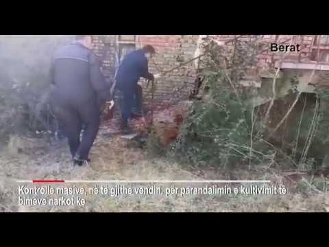 Kontrolle në të gjithë vendin për kultivimin e kanabisit, në pranga dy persona