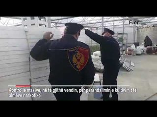 Operacion kundër kultivimit të lëndëve narkotike në gjithë vendit! Kontrolle në sera, tunele