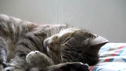 Pexels Videos 1481903