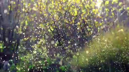 Video Of Flying Insects