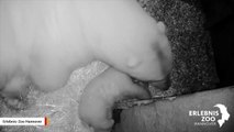 Playful Polar Bear Cub Won't Let Mom Sleep