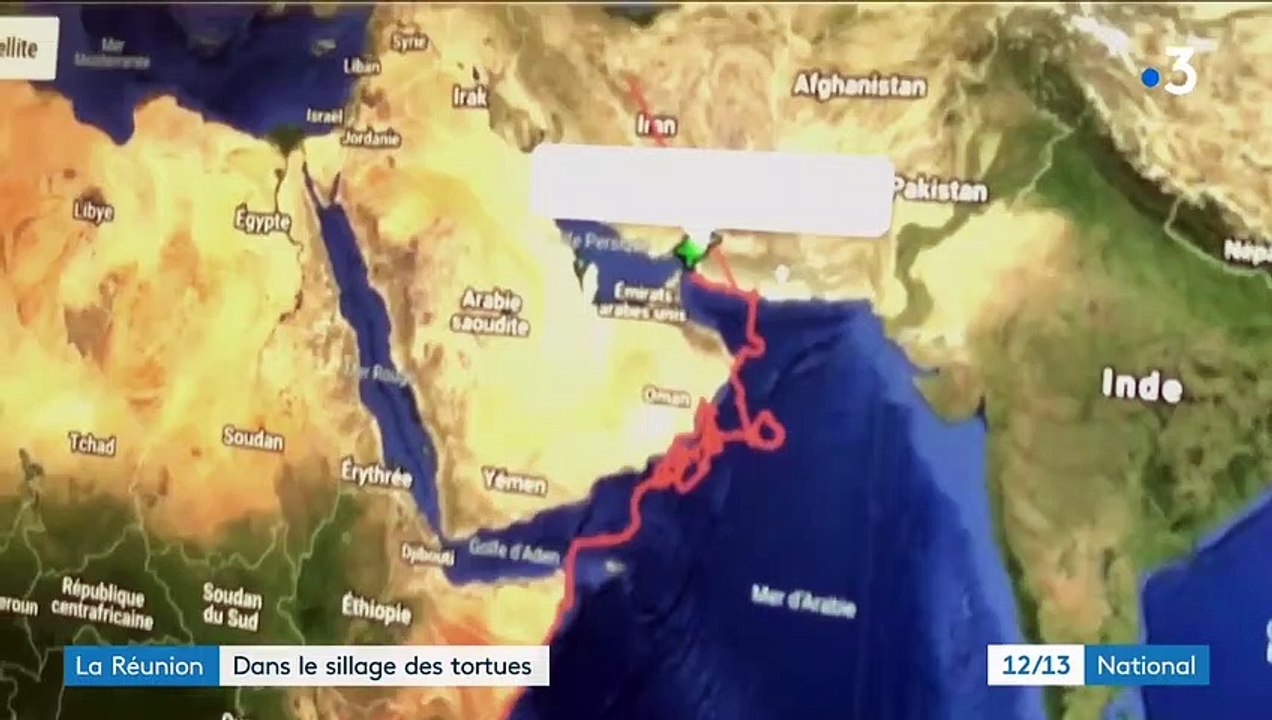 La Réunion : bardée de capteurs, la tortue Tina fournit de précieuses informations aux scientifiques