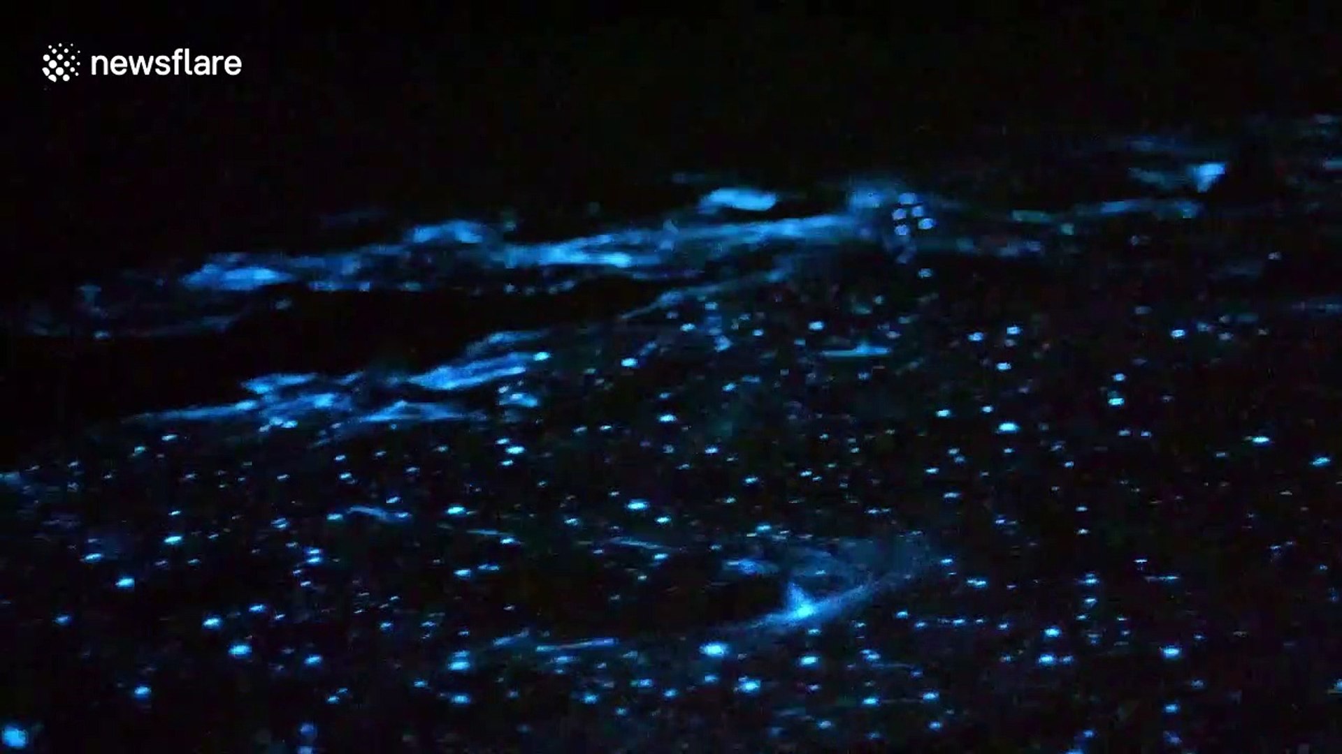 Australian photographer films 'magical' moment bioluminescent