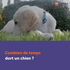 Combien de temps dort un chien