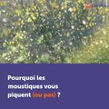 Pourquoi les moustiques vous piquent (ou pas)