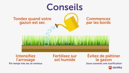 Entretenir son gazon