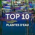 10 plantes d'eau