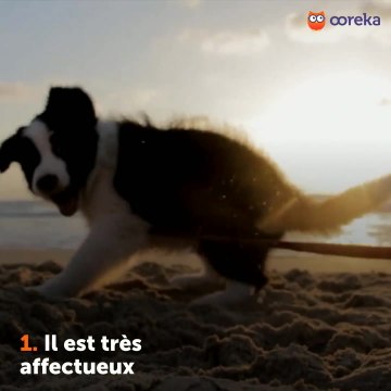 5 raisons d'adopter un chien