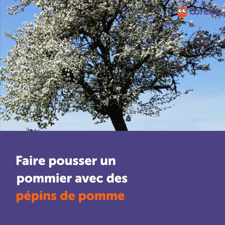 Faire pousser un pommier avec des pépins de pomme