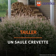 Tailler un saule crevette