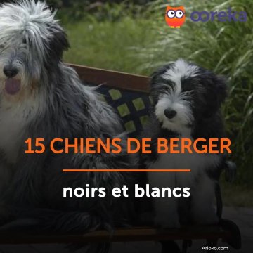 15 chiens de berger noirs et blancs