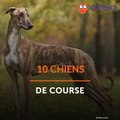 10 chiens de course