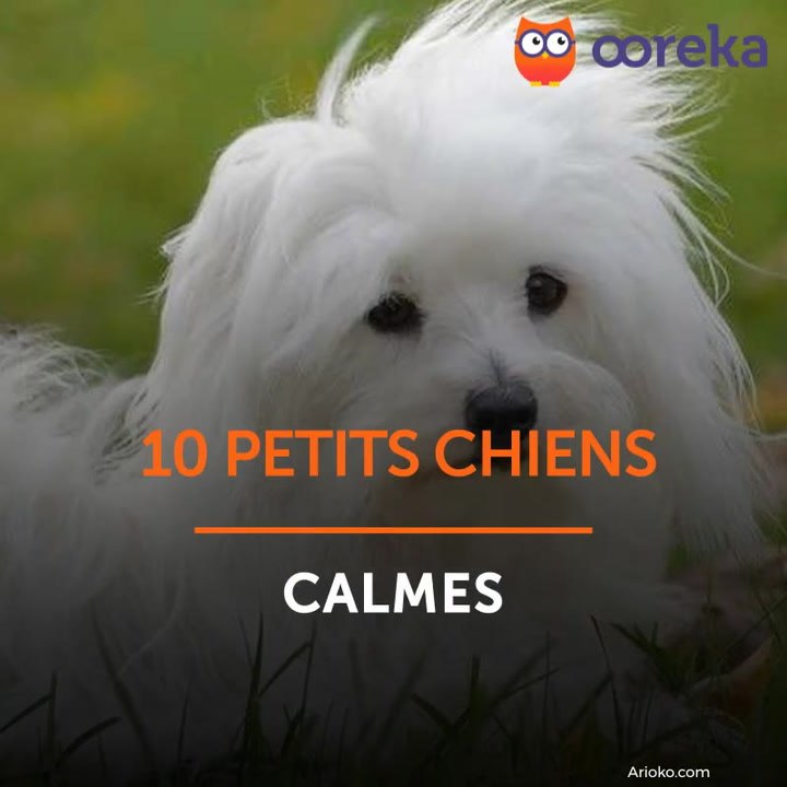 10 petits chiens calmes