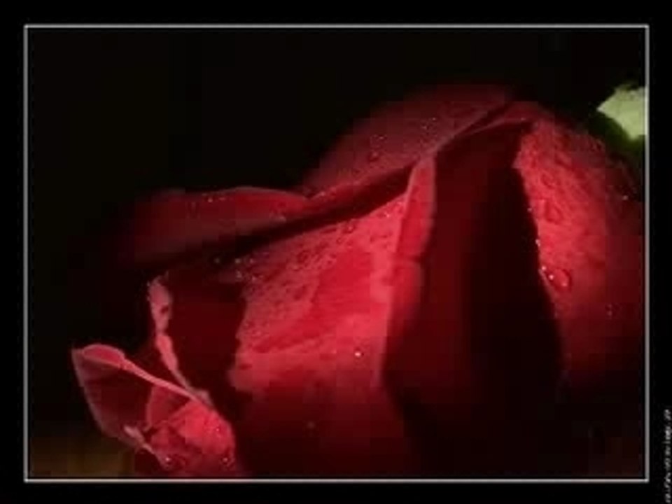 VIVA déclare sa flamme à VITRE