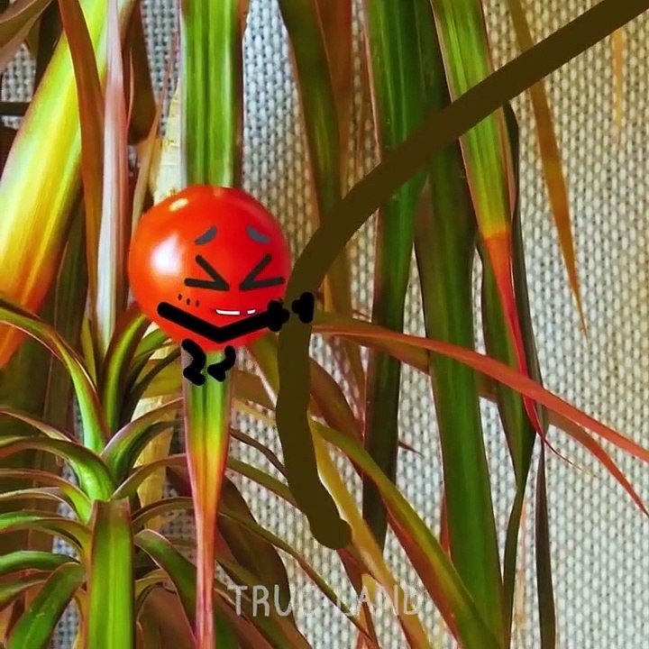 Les conseils géniaux de nos fruits préférés - Truc-land