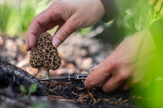 USDA Develops Test Strips to Identify Poisonous Mushrooms Before You Eat One