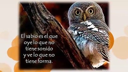 Frases Positivas y Bonitas llenas de Sabiduría y Reflexión