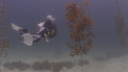 EE.UU. recibe millonaria donación para restauración coralina