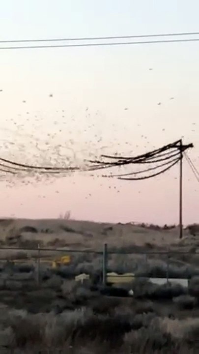 Bird Flock Causes Power Outage