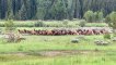 Adolescent Grizzly Hunts Elk Herd