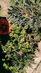 Des fleurs pour vous.