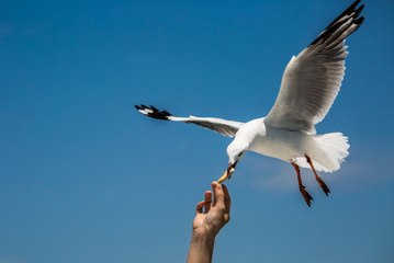 Seagulls Are More Attracted to Food They've Watched Humans Touch, Research Shows