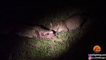 Ce léopard vient voler la nourriture dans la gueule d'un crocodile