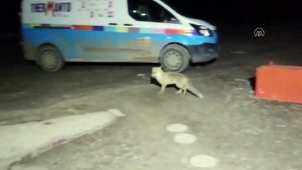 İşçinin tilkiyle ekmeğini paylaştığı anlar kamerada - SİVAS