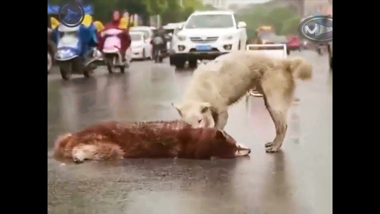 You know Dogs are crying they lost their loved one