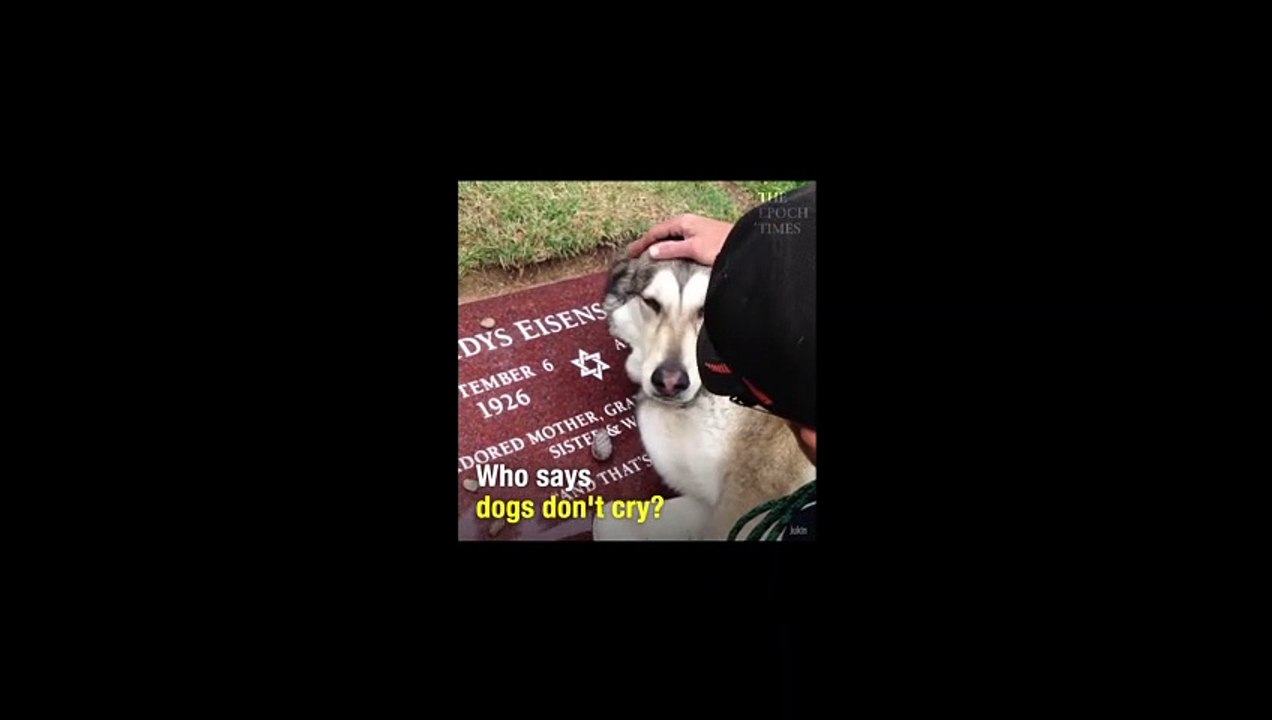Who says dogs don't cry?