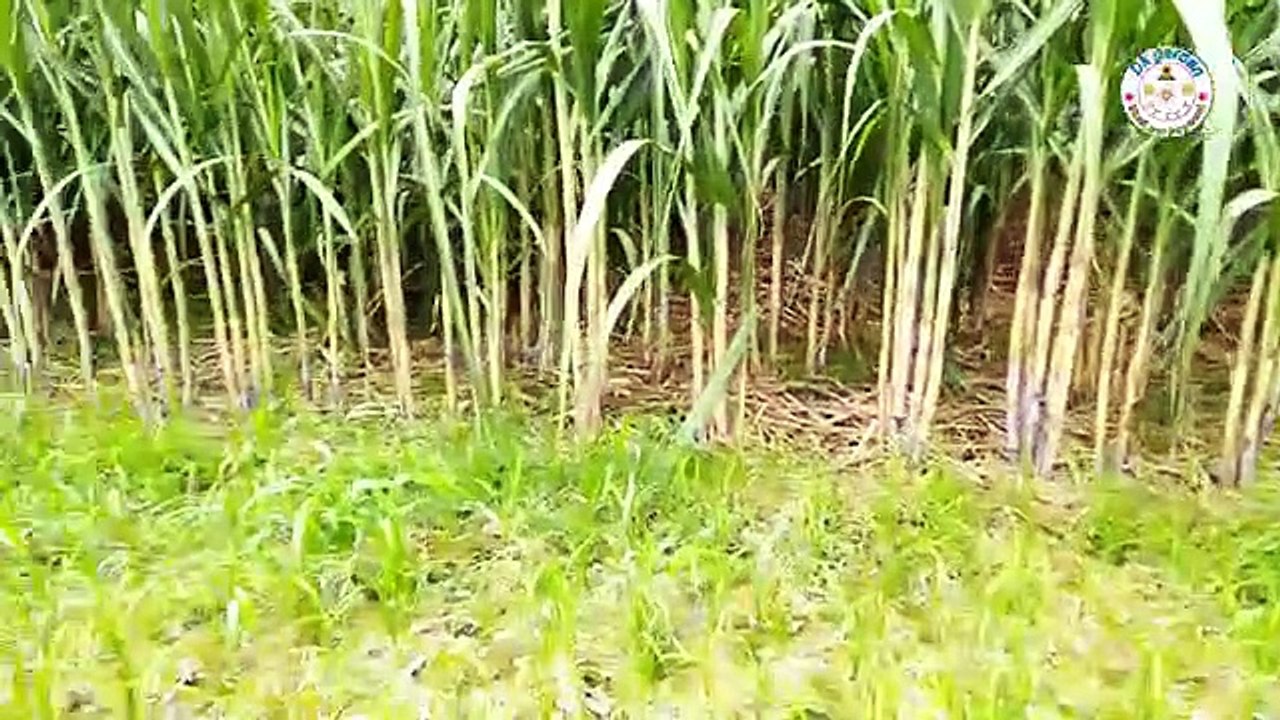 गन्ने में लगने वाला पोक्का बोइंग रोग जानकारी, लक्षण और उपचार, गन्ने का कैंसर, रेड राट रोग से कैसे बचें।