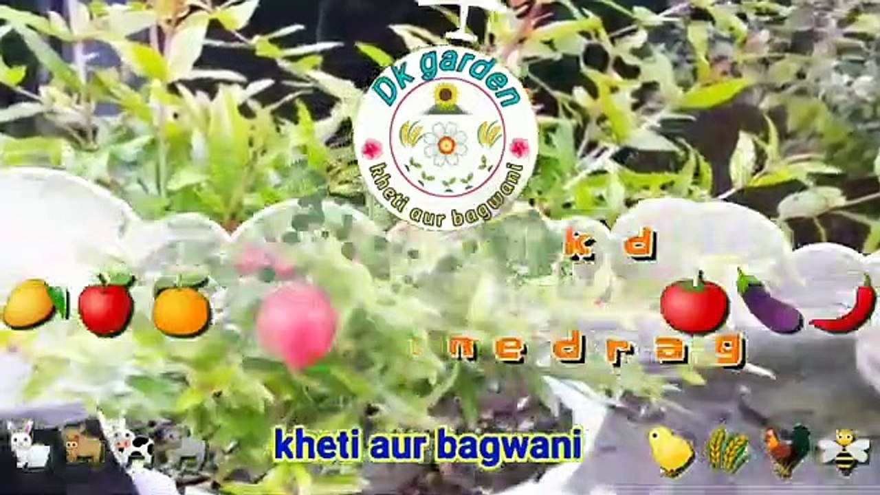 अनार के पौधे की बोंजाई कैसे तैयार करें ।बोन जाई अनार पौधा तैयार करने की विधि।