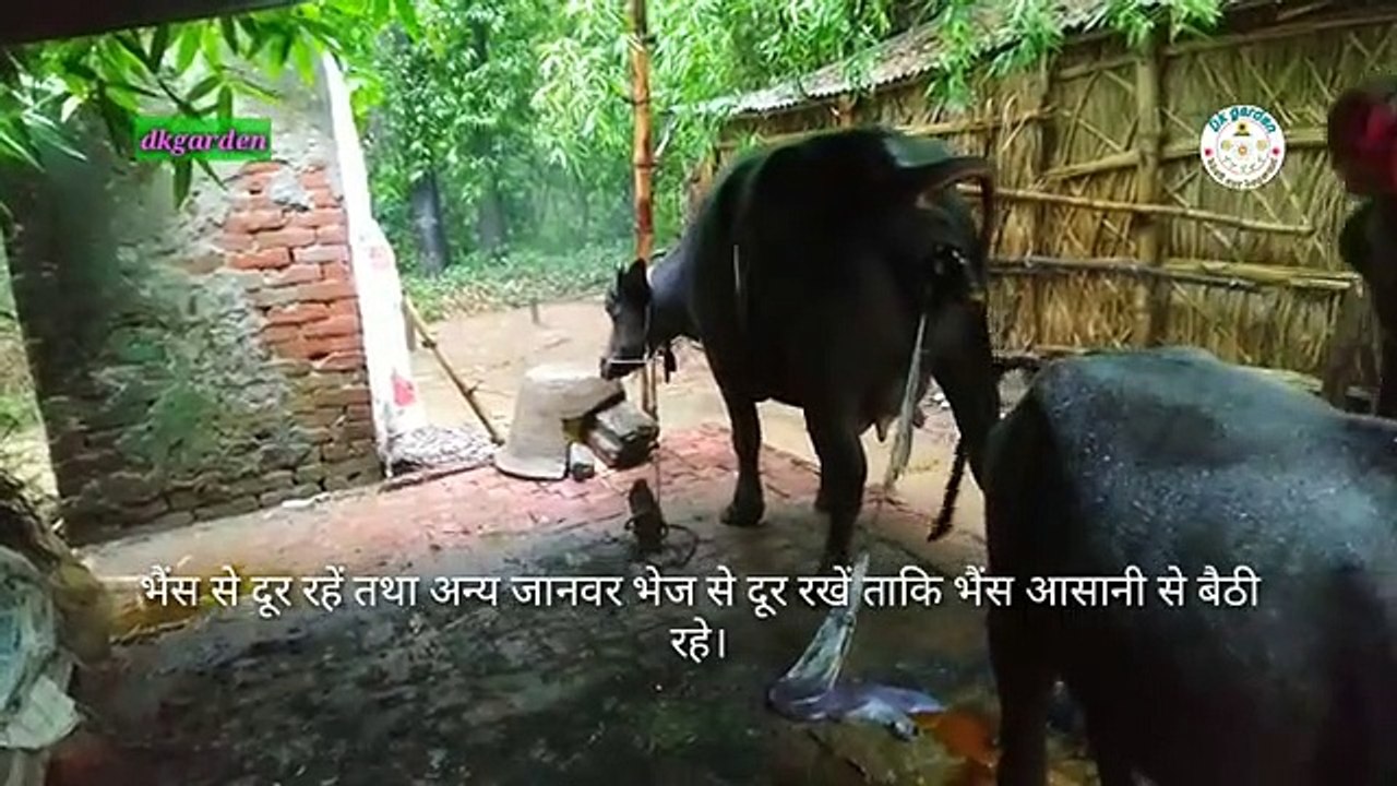 भैंस_बच्चा_देते_समय_कैसे_देखभाल_करे?(भैंस_कैसे_ब्याती_है।)(360p)
