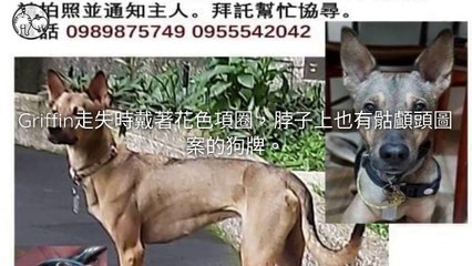 CollectionVideo-petmao_curation-petsmao.nownews|petmao_nownews-copy1-PetsMaoParser-2020/02/27-09:30