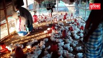 Broiler Poultry Farm